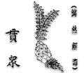 野雞膀子|貫眾(野雞膀子、小葉貫眾、貫節、虎卷、藥藻、鳳尾草)